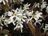 Amelanchier lamarckii '' 